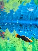 Molly visje gratis op te halen., Dieren en Toebehoren, Vissen | Aquariumvissen, Vis