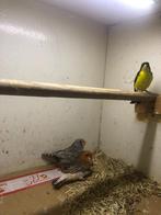 Colombia sijs, Dieren en Toebehoren, Mannelijk, Tropenvogel, Geringd