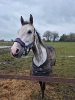 10 jarige kwpn merrie klinisch en röntgologisch goedgekeurd, Dieren en Toebehoren, Paarden, Merrie, Springpaard, Gechipt, L