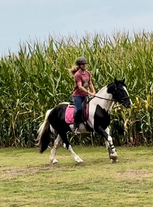Leuke E pony, Dieren en Toebehoren, Pony's, Ruin, B, E pony (1.48m - 1.57m), Recreatiepony, 3 tot 6 jaar, Gechipt, Ontwormd