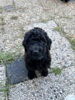 Erg lieve mooie zwarte koningspoedel pup reu poedel, Dieren en Toebehoren, CDV (hondenziekte), 8 tot 15 weken, Eén hond, Nederland
