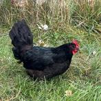 Australorp hennen, Dieren en Toebehoren, Pluimvee, Vrouwelijk, Kip