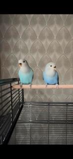 Agapornis 2 stuks tam, Dieren en Toebehoren, Vogels | Parkieten en Papegaaien, Geslacht onbekend, Dwergpapegaai of Agapornis, Tam