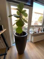 Plantenpot: Elho Pure Soft Round High 50, Ophalen, Kunststof, 40 cm of meer, Rond