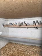 Vredes duifjes, Dieren en Toebehoren, Vogels | Duiven, Meerdere dieren, Overige soorten