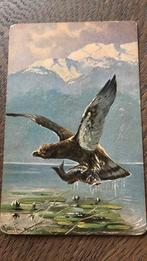 Roofvogel met zijn prooi, grote vis., Ophalen of Verzenden, Voor 1920, Ongelopen, Overige thema's