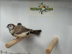 Bichenow - Taeniopygia bichenovii, Meerdere dieren, Tropenvogel