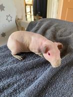 Lief tam skinny cavia zeugje, Cavia, Vrouwelijk, November, Tam