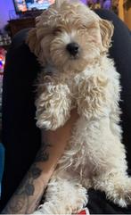 Maltipoo pup, Dieren en Toebehoren, Honden | Chihuahua's en Gezelschapshonden, 8 tot 15 weken, Eén hond, Rabiës (hondsdolheid)