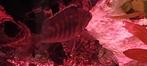 Ciclide een mooie vis van circa 10 cm ., Dieren en Toebehoren, Vissen | Aquariumvissen, Vis