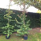 Parrotia Perzisch IJzerhout - Sierlijke Boom in Pot, Bloeit niet, Overige soorten, 100 tot 250 cm, Ophalen
