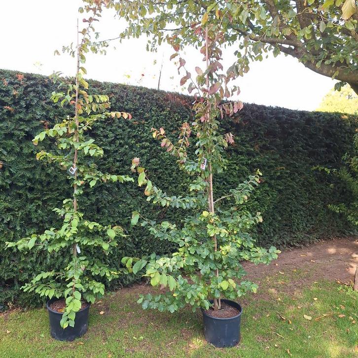 Parrotia Perzisch IJzerhout - Sierlijke Boom in Pot, Tuin en Terras, Planten | Bomen, Overige soorten, 100 tot 250 cm, Volle zon