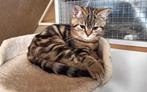 Prachtig golden tabby blotched Brits korthaar katertje, Kater, Gechipt