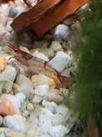 Rilli rood garnaaltjes ruilen, Vis