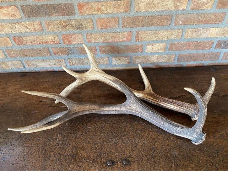 Landelijke grote decoratie geweien, Huis en Inrichting, Woonaccessoires | Overige, Zo goed als nieuw, Ophalen of Verzenden