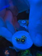 Zoanthus Blue Berry Pie, Zoutwatervis