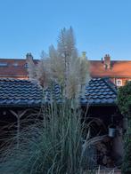 Pampus pluimen, Ophalen of Verzenden, Volle zon, Overige soorten, Minder dan 100 cm