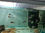 Blauwe keizertetra, Inpaichthys Kerri Super Blue, Dieren en Toebehoren, Vis, Zoetwatervis