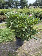 Forse Cosmopolitan Rhodondendron struiken, Ophalen of Verzenden, Rhododendron, Struik, Minder dan 100 cm