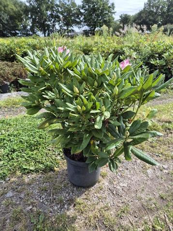 Forse Cosmopolitan Rhodondendron struiken beschikbaar voor biedingen