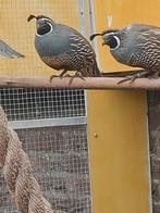 Kwartel, Tropenvogel