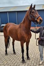 Lieve nog redelijk groene merrie, Dieren en Toebehoren, Paarden, 3 tot 6 jaar, 160 tot 165 cm, Recreatiepaard, Merrie