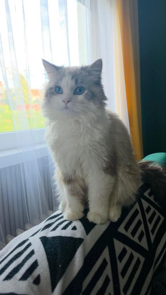 Ragdoll, Dieren en Toebehoren, Katten en Kittens | Raskatten | Korthaar