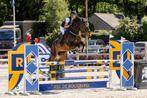 Super fijne merrie!, Dieren en Toebehoren, Paarden, Z, 165 tot 170 cm, Springpaard, 11 jaar of ouder