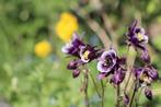 Akelei (Aquilegia), stekje, Vaste plant, Halfschaduw, Lente, Ophalen