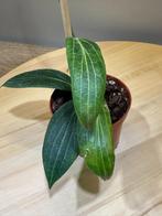 Hoya Soligamiana, Ophalen of Verzenden, Overige soorten, Minder dan 100 cm