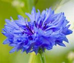Nr22 zaad Blauwe Korenbloem - Centaurea cyanus - bio inheems, Ophalen of Verzenden, Voorjaar, Volle zon, Zaad