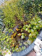 Waterlelie te koop, Tuin en Terras, Vijvers, Ophalen, Gebruikt