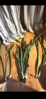 Sanseveria - Sterke en makkelijke kamerplant, Huis en Inrichting, Kamerplanten, Overige soorten, Minder dan 100 cm, Groene kamerplant