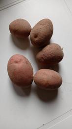 Poters Pootaardappelen Rode Pimpernel, Tuin en Terras, Bloembollen en Zaden, Ophalen of Verzenden, Voorjaar, Volle zon, Knol