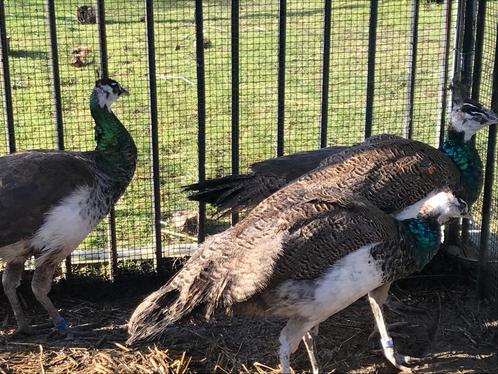Jonge pauwhanen + pauwhaan 2023, Dieren en Toebehoren, Vogels | Overige Vogels, Meerdere dieren, Tam