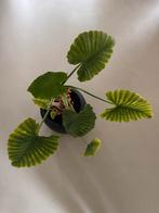 Alocasia Plant, Huis en Inrichting, Kamerplanten, Ophalen, Halfschaduw, Minder dan 100 cm