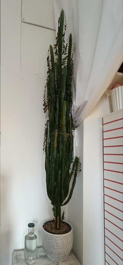 Grote Euphorbia Trigona Ruba - 2 meter!, Ophalen, 200 cm of meer, Overige soorten, Halfschaduw