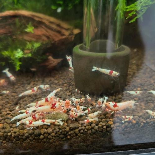 Crystal Red garnalen te koop, Dieren en Toebehoren, Vissen | Aquariumvissen, Zoetwatervis, Kreeft, Krab of Garnaal