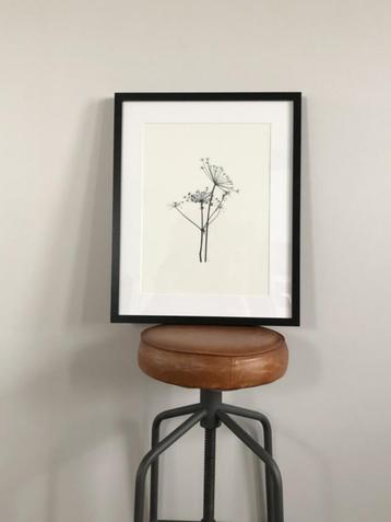 Zeefdruk botanisch planten Berenklauw A3 poster zwart wit beschikbaar voor biedingen