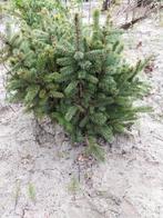 Picea glauca plantgoed 40-50 cm, Tuin en Terras, Minder dan 100 cm, Ophalen