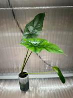 Alocasia Simpo, Huis en Inrichting, Kamerplanten, Ophalen of Verzenden, Halfschaduw, Minder dan 100 cm