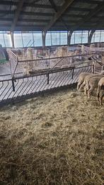 Ruifen, Dieren en Toebehoren, Stalling en Weidegang