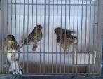 Glosters, Dieren en Toebehoren, Meerdere dieren, Kleurkanarie