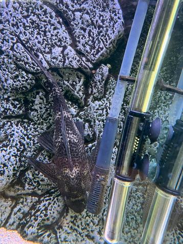 Pleco ca 20-30 cm groot beschikbaar voor biedingen