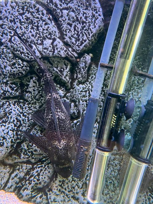Pleco ca 20-30 cm groot, Dieren en Toebehoren, Vissen | Aquariumvissen, Vis