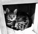 Poes Cypers, Poes, Kortharig, 6 jaar of ouder