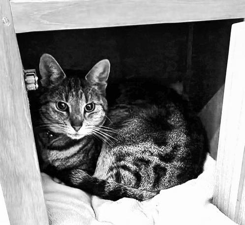 Poes Cypers, Dieren en Toebehoren, Katten en Kittens | Overige Katten, Kortharig, Poes, 6 jaar of ouder