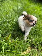 Langharige Chihuahua Reu met Unieke Kleur  Zeldzaam & Lief, 8 tot 15 weken, Teef, Eén hond, Chihuahua