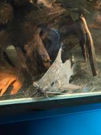 Mooie Synodontis Eupterus 20+ cm, Vis