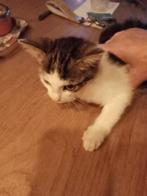 Kittens te koop, Dieren en Toebehoren, Katten en Kittens | Overige Katten, Poes